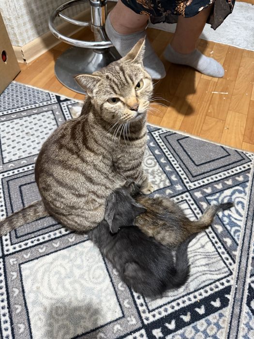 Отдам котят в добрые руки