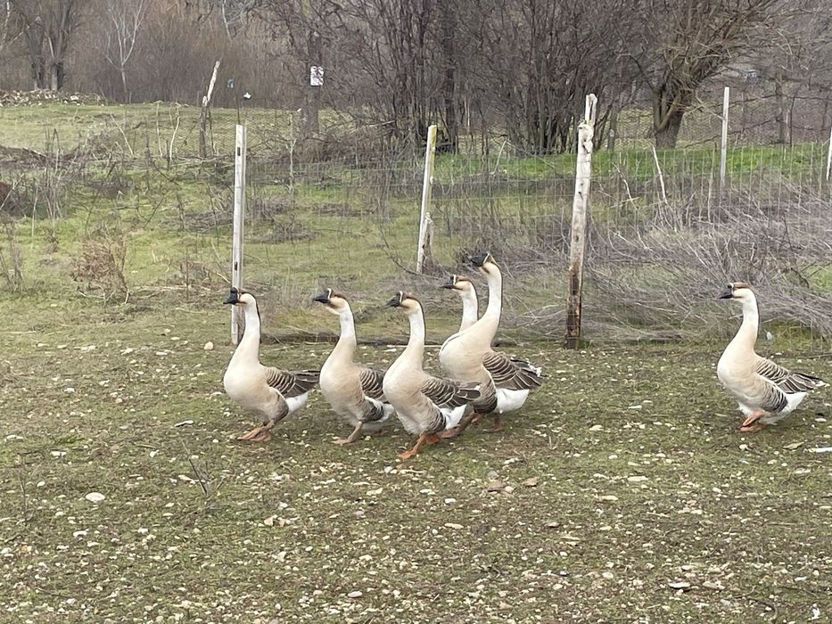 Boboci Gasca Chinezeasca