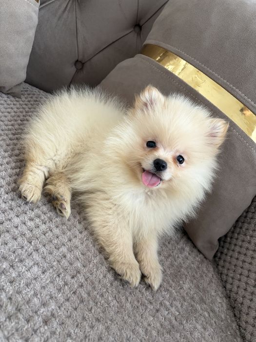 Pomeranian Mini Toy Mascul