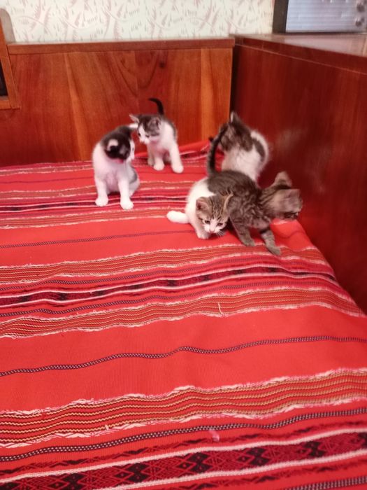 Donez pui pisică 8 săptămâni