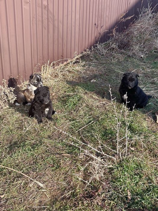 щенков в хорошие руки, мальчики и девочки