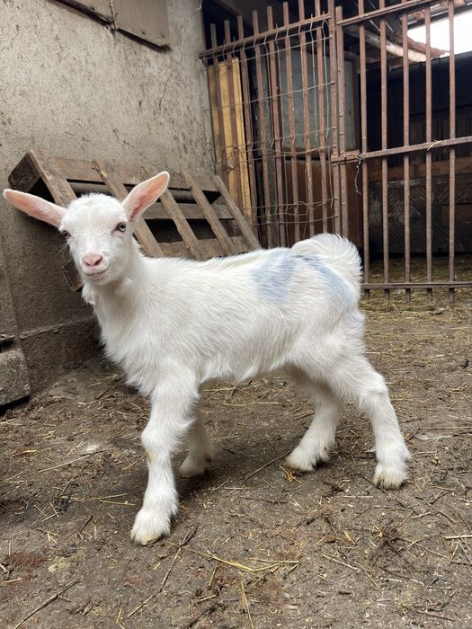 Super oferta de vanzare iezi sannen