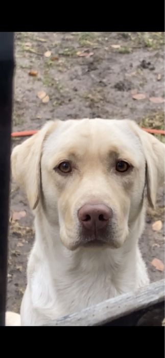 Вязка лабрадор- кобель