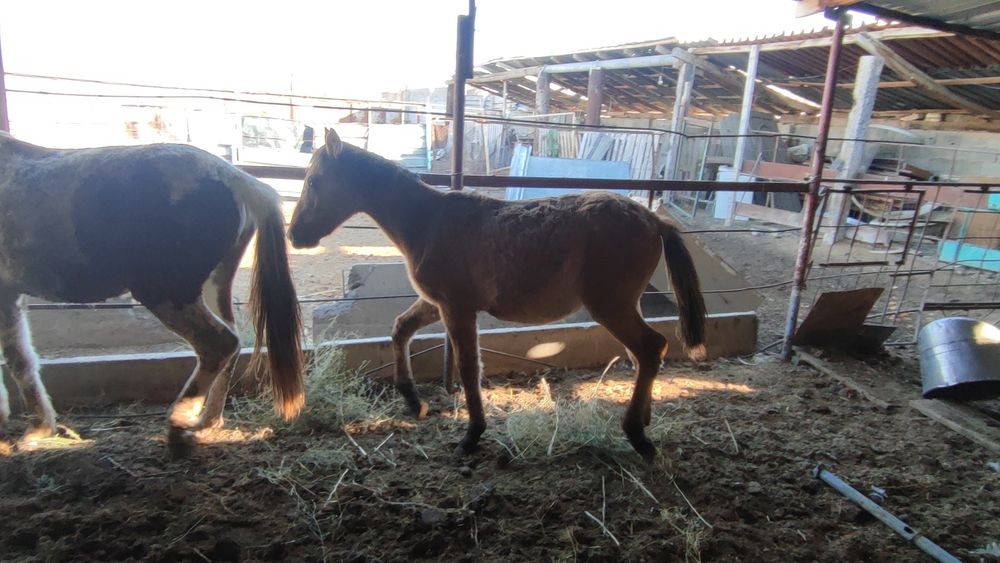 Продам кунан тай жылкы