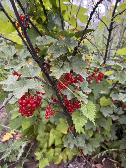 Продам 2 дачи СО «Элеваторщик»