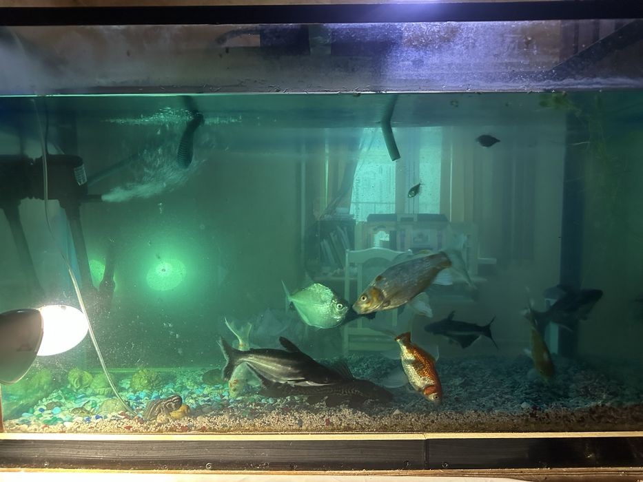 Аквариум с рыбами и декорациями
