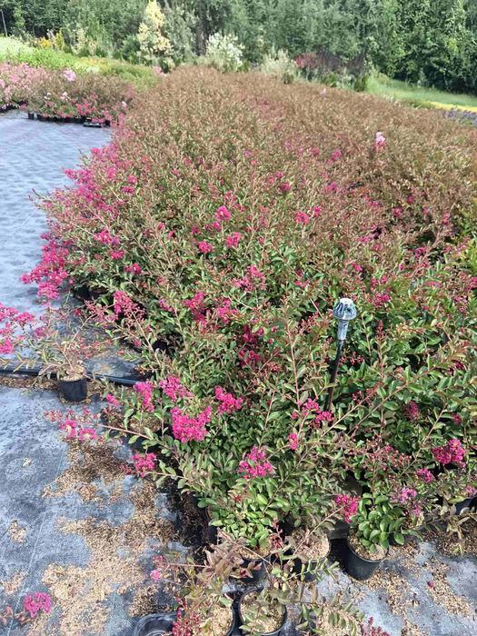 Фиданки медоносна липа и акация с наситен аромат