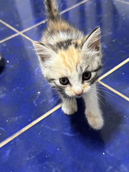 Отдам игривых котят в добрые руки
