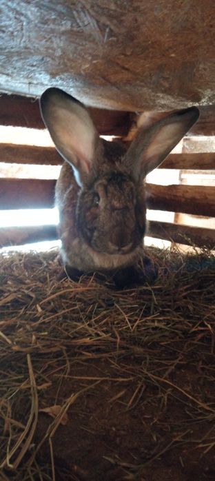 Vând iepurii de casă