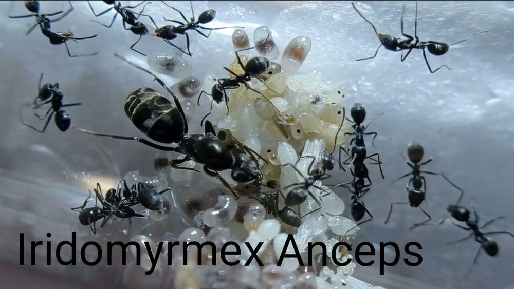 Муравьи экзотические