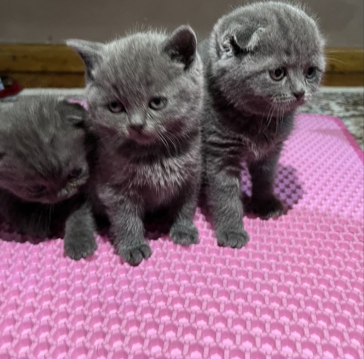 Скоттиш фолд и страй