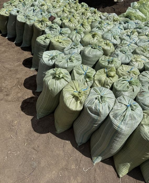 Даром. Қуй гунги. Қопланган