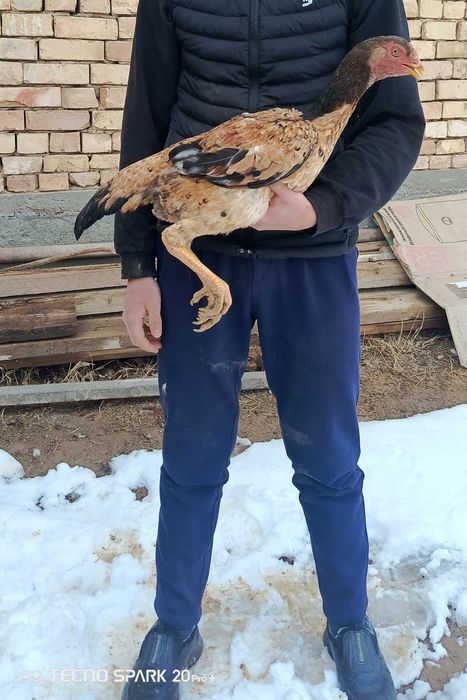 Срочно Макёнла сотилади.