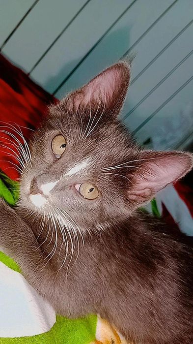 Красивый котёнок