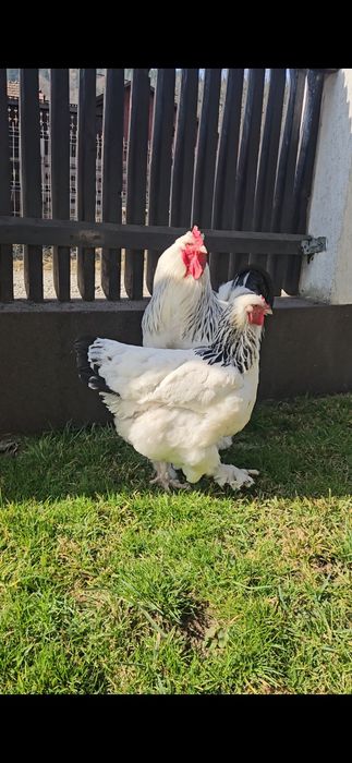 Vând o pereche de găini Brahma HD