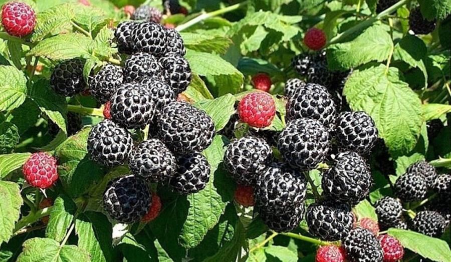 Продам саженцы ежемалины.
