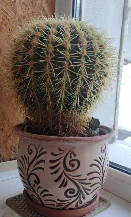 кактус большой продам