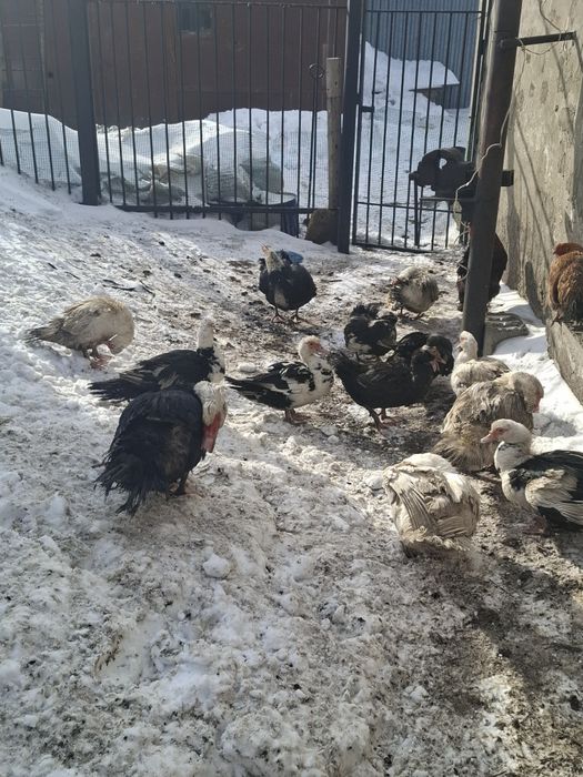 Продам индоуток белые и цветные