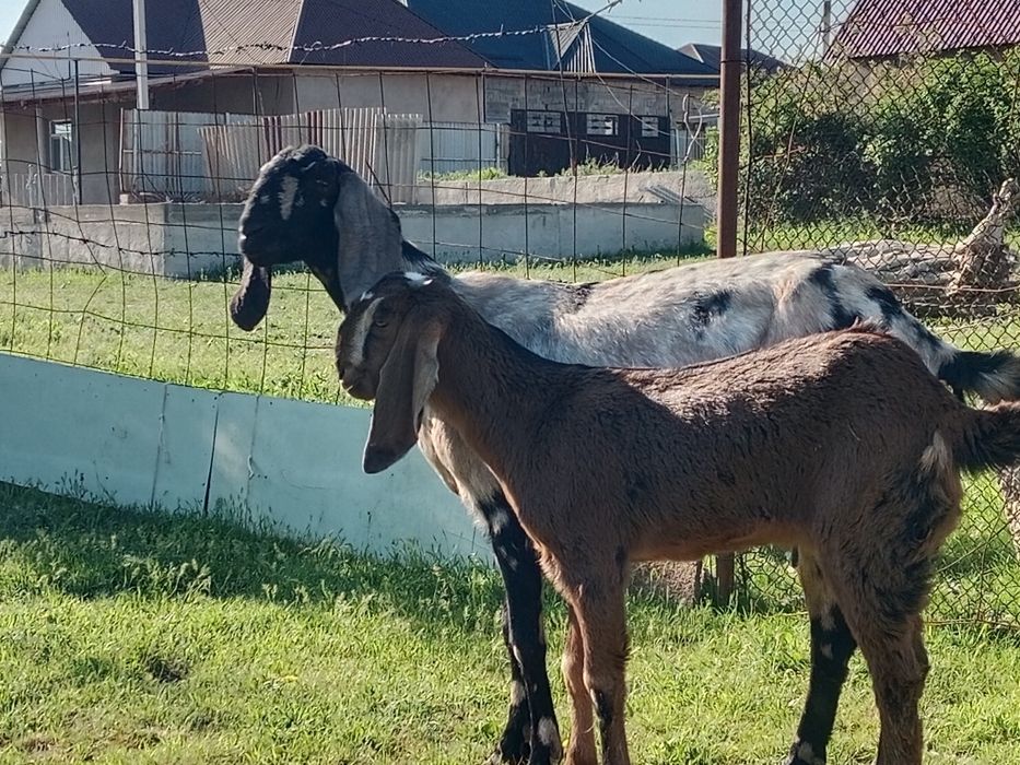 Ешкі  битал.  Битал.