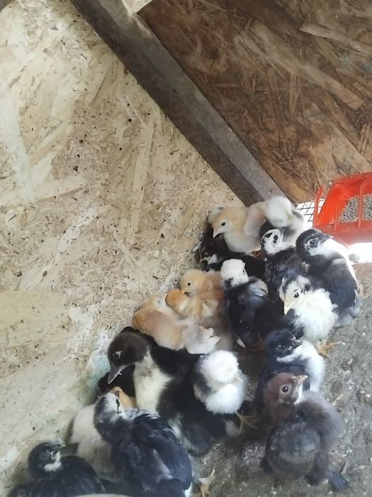 Vând puișori gaina pitica
