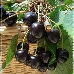 Pomi fructiferi: Cireș amar 10 soiuri  deosebite