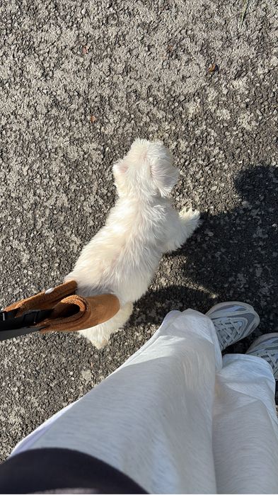 Pet-sitter la domiciliu
