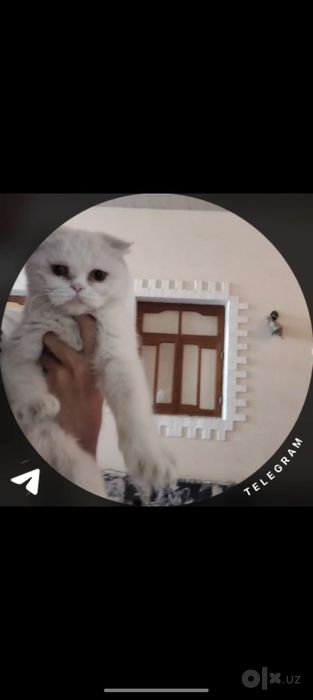Liza qiz mushuggimiz sotiladi