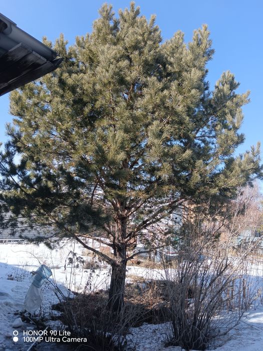 Продам сосну, 18 лет