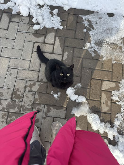 Черный кот в добрые руки