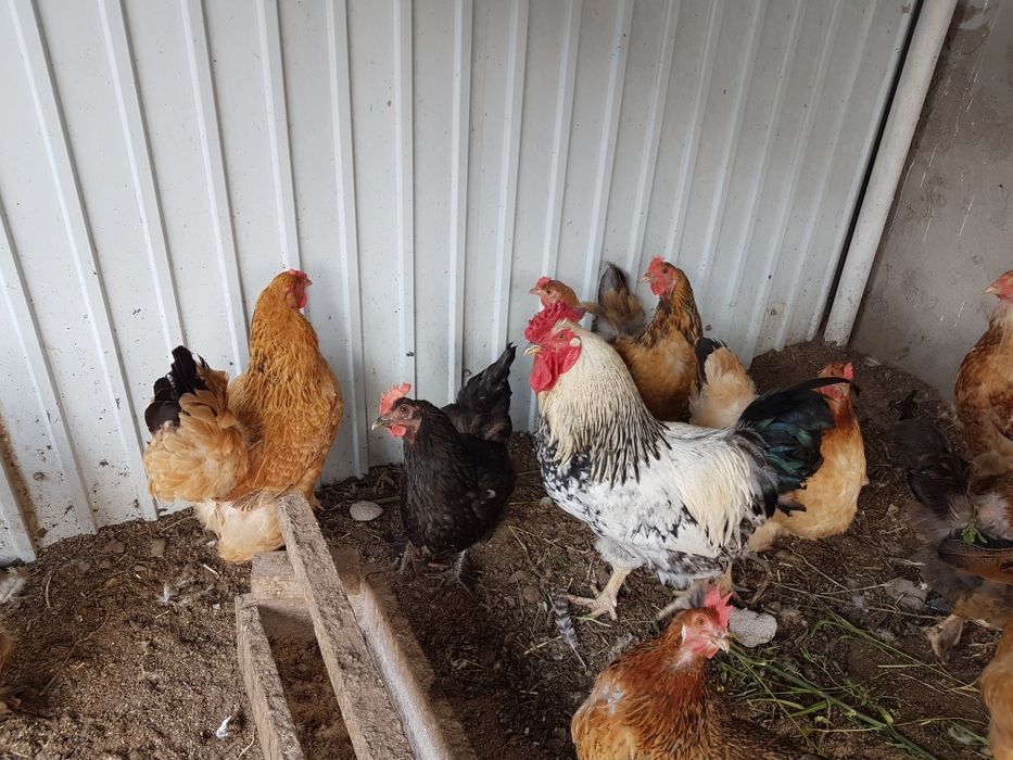 Продам кур домашних