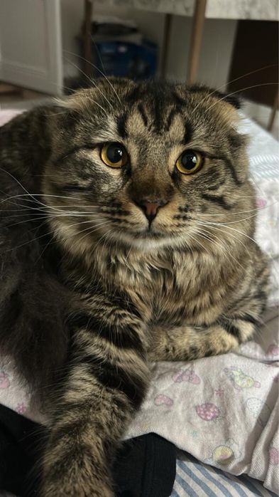 Продам домашнего кота очень спокойный