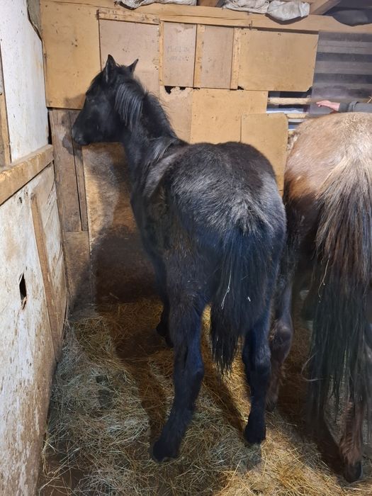 Продавам мъжко конче на 10 месеца