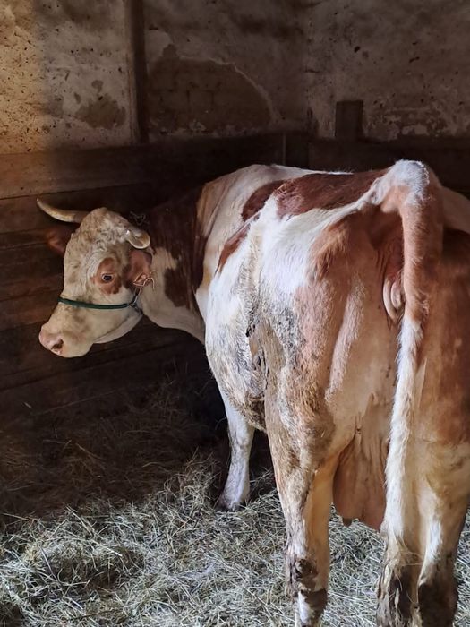 Vand vaca gestanta baltata romaneasca