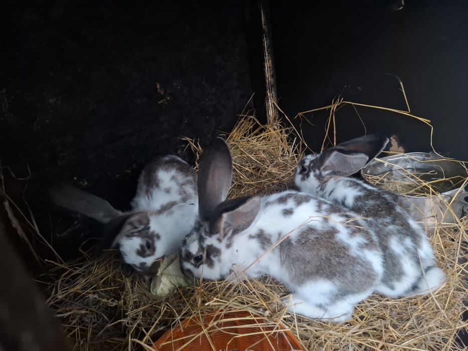 Iepuri Metis ( Uriaș , Berbec si Fluture)