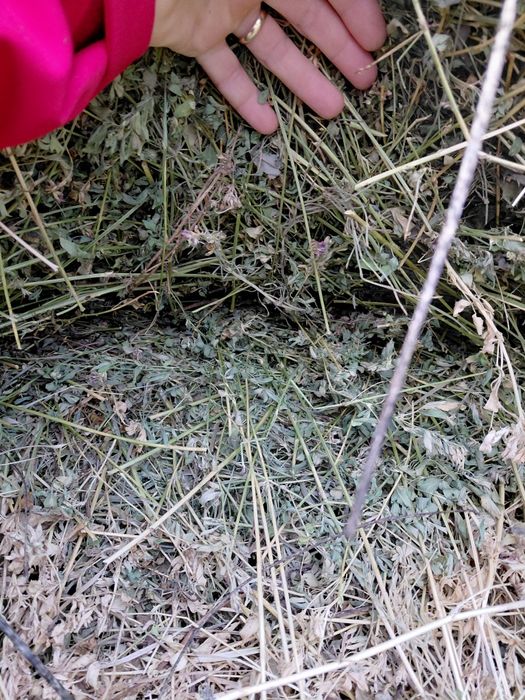 Vînd claie de lucernă