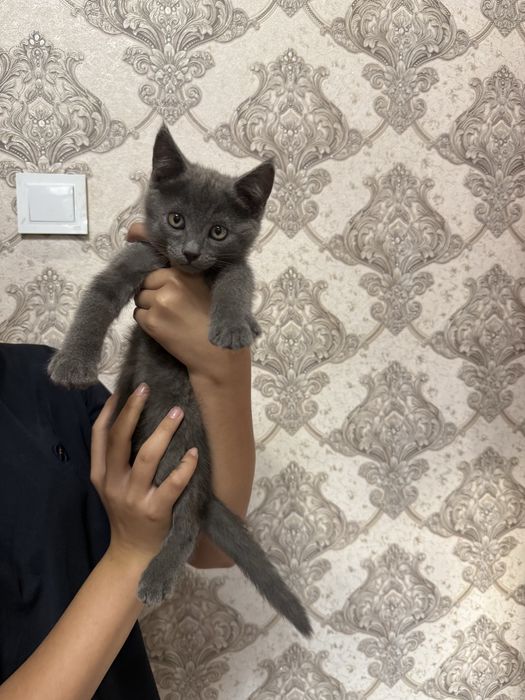 Котята в добрые руки бесплатно