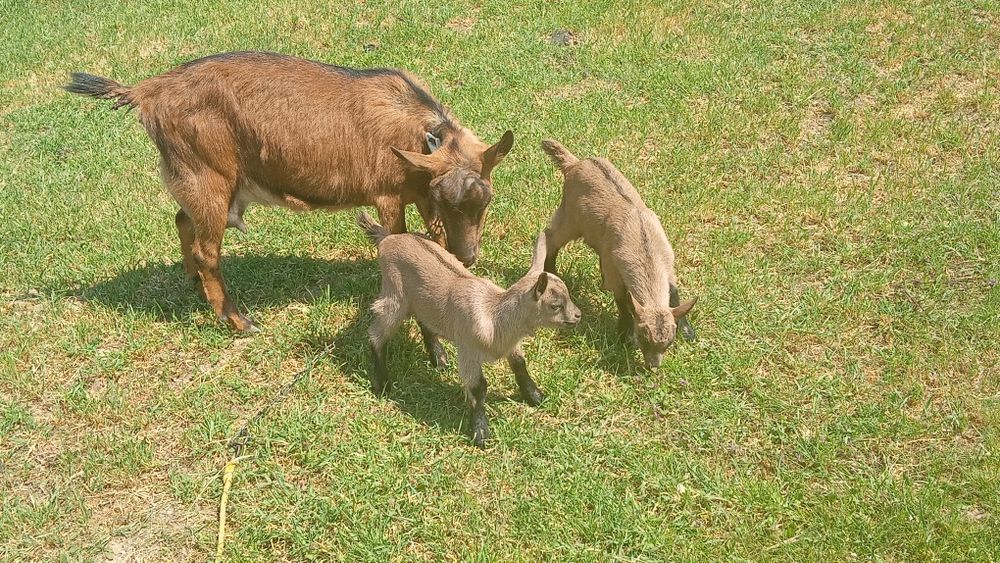 Vând 2 capre  alpine si doi iezi