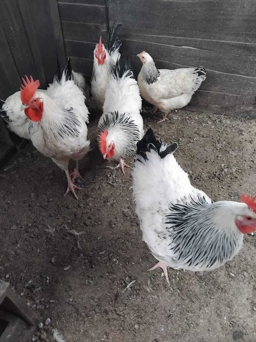 Vand cocosi susex si araucana