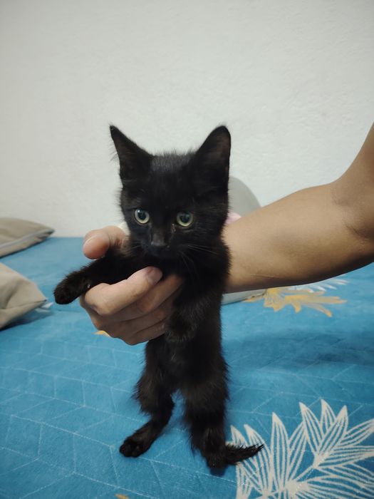 Котенок бесплатно