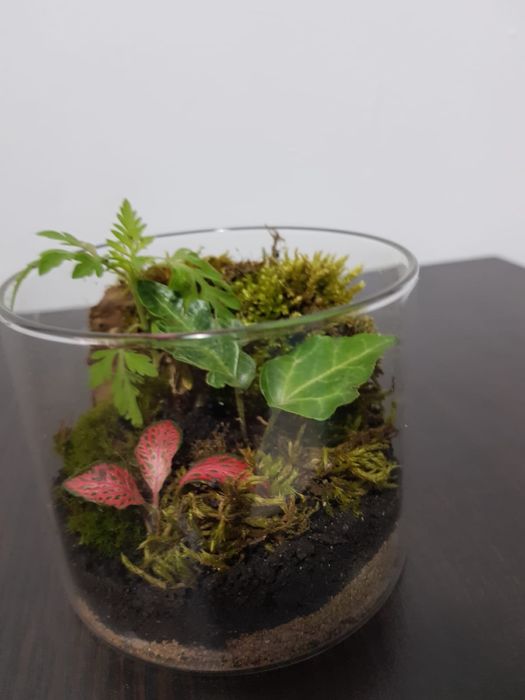 Terariu plante naturale