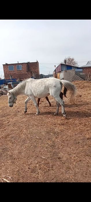 Продам    кобылу