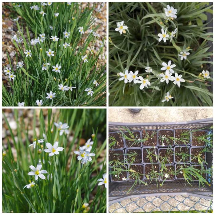 Мелия, син и бял сисиринхиум, гинко, сингониум