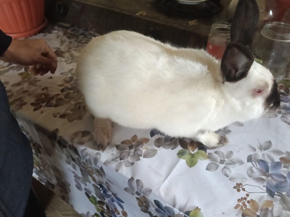 Продам фронсуз бараны и колфорня