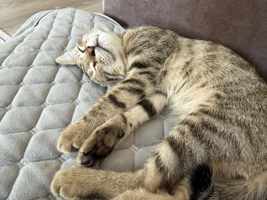 Отдам котенка в хорошие руки