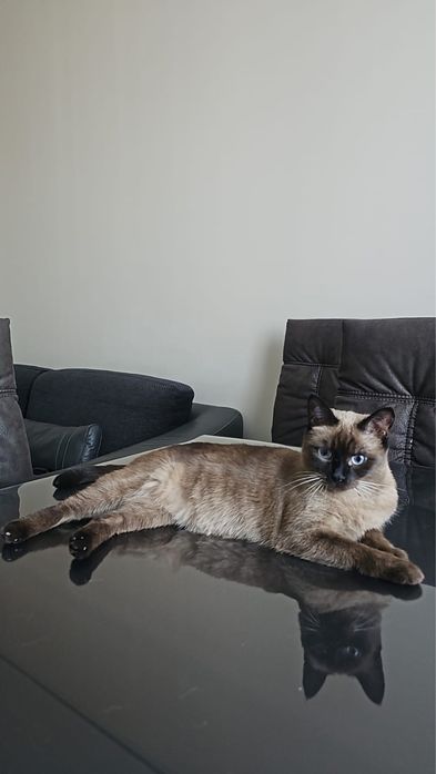 Потяралась кошечка!