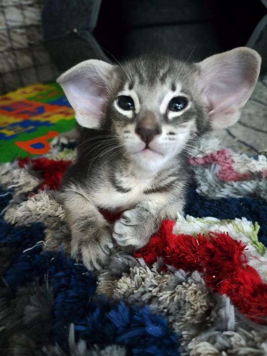 Ориентальные котята