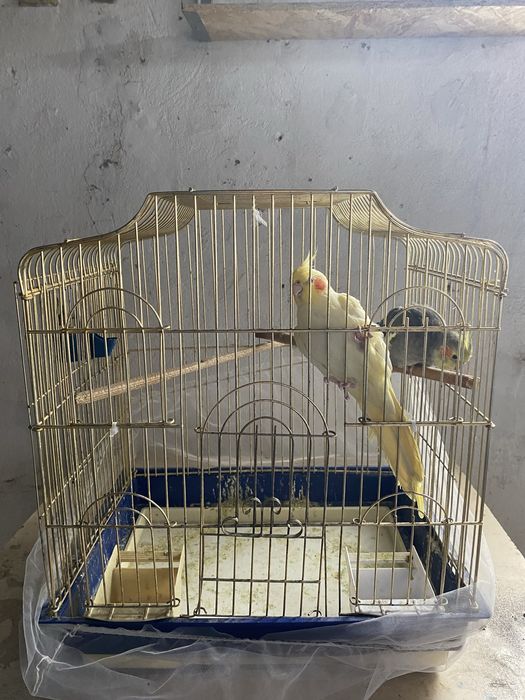 Продам попугая Корелла