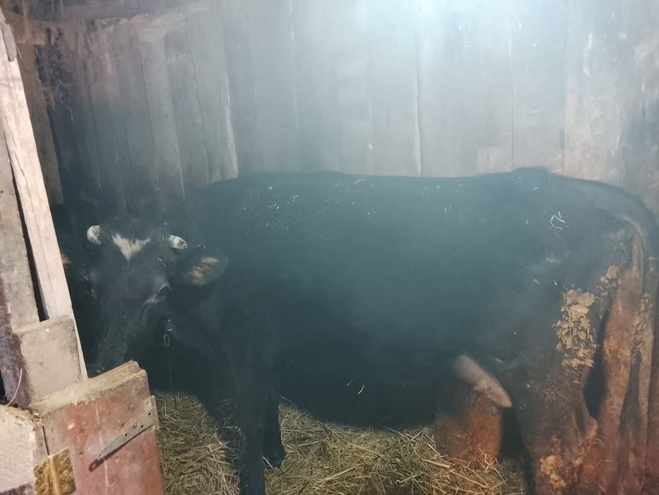 Продам карову с телёнком