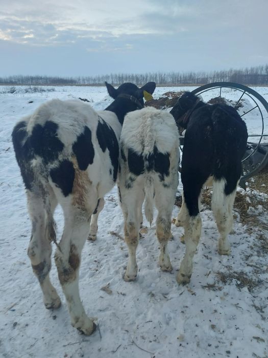 Vând 3 tăurași. .