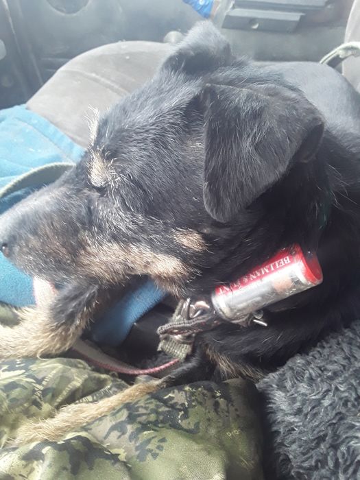 Ягдтерьер и Фокстерьер.